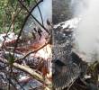La avioneta fue hallada cerca a una comunidad indígena en Vaupés. Foto: Dirección Nacional de Bomberos