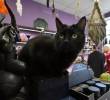 Todas las solicitudes de acogida o adopción de felinos en esta ciudad catalana están siendo denegadas desde el 6 de octubre al 10 de noviembre. FOTO: AFP