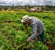 Gremios agropecuarios advierten riesgos en la reforma de la Jurisdicción Agraria propuesta por el Gobierno. FOTO EL COLOMBIANO