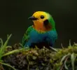 Esta es la tangara multicolor, especie endémica de los bosques de las cordilleras Central y Occidental de los Andes de Colombia. FOTO: Cortesía.