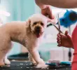 Las vacantes para trabajar con animales crecen en Colombia: clínicas, granjas y peluquerías buscan talento con vocación. FOTO: GETTY