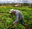 Gremios agropecuarios advierten riesgos en la reforma de la Jurisdicción Agraria propuesta por el Gobierno. FOTO: Juan Antonio Sánchez