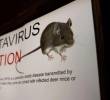 Inhalar partículas microscópicas de excrementos secos de roedores es suficiente para contraer una de las enfermedades más letales para el pulmón humano: el hantavirus. FOTO: Getty