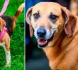 Samantha (izquierda) y otros perros geriátricos esperan una familia dispuesta a recibir su amor. Fotos: Camilo Suárez