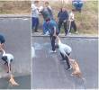Varias personas se organizaron en forma de cadena humana para evitar que el animal fuera arrastrado por la corriente del caño. FOTO: Captura video de redes sociales @nicogallartdo