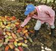 Productores también solicitaron la intervención de la Superintendencia de Industria y Comercio, con el fin de investigar posibles acuerdos ilegales entre comercializadores que estarían afectando los ingresos de los productores. Foto: Juan Antonio Sánchez