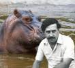 En la década de los 80, Pablo Escobar trajo 3 hipopótamos machos y una hembra. Fotos: Esneyder Gutiérrez Cardona y archivo EL COLOMBIANO