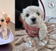 Ella es Mili, busca familia. FOTO: Adopta con responsabilidad