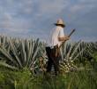 En un rancho agrícola de Dolores Hidalgo, Guanajuato, las autoridades localizaron a cerca de 700 personas presuntamente víctimas de trata con fines de explotación laboral. La mayoría provenía de estados del sur del país. FOTO: Tomada de Freepik