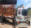 Adelante, los detenidos en Fredonia. Atrás, parte de las reses recuperadas en San Pedro de los Milagros. FOTO: Cortesía