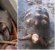 Una tortuga identificada como Pascualina sobrevivió más de un mes bajo los escombros de un edificio destruido por los recientes terremotos en Venezuela. FOTO: Tomada captura de video de redes sociales @alanrodriguez5333