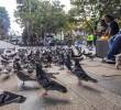 Palomas en el Parque de Envigado llegan allí buscando alimento que algunas personas también les tiran. Foto: EL COLOMBIANO