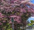 Los guayacanes son una de las especies de árboles más comunes. En el barrio Prado, 102 guayacanes sembrados en 1926 son patrimonio histórico de la ciudad. Foto: Andrés Camilo Suárez Echeverry