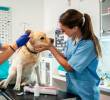 La sentencia de la Corte obliga a repensar la formación y el ejercicio profesional en torno al bienestar animal. FOTO Getty
