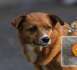 Adelante, una salchicha que en su interior contiene pastillas para presuntamente envenenar animales. Atrás, imagen de referencia de un perro en Medellín. Foto: Andrés Camilo Suárez Echeverry.