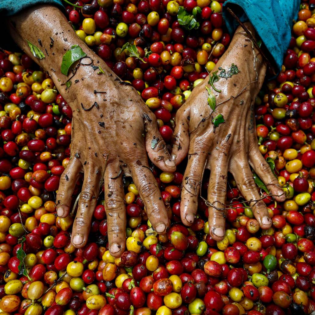 Producción de café en Colombia creció 43% en junio, pero el semestre sigue en rojo. FOTO MANUEL SALDARRIAGA. 