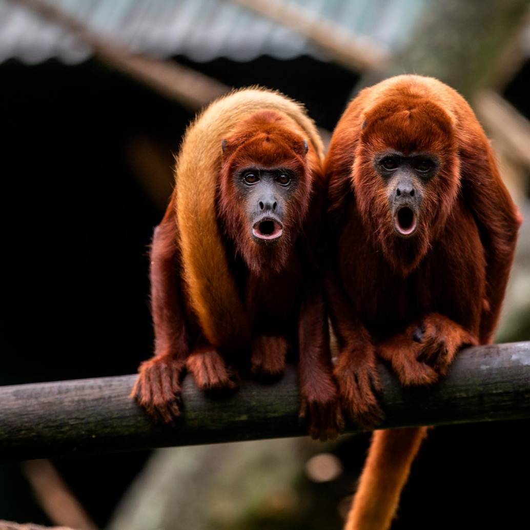 La mayoría de los monos tienen cola. De hecho, es una forma de distinguirlos de los simios. Foto Camilo Suárez.