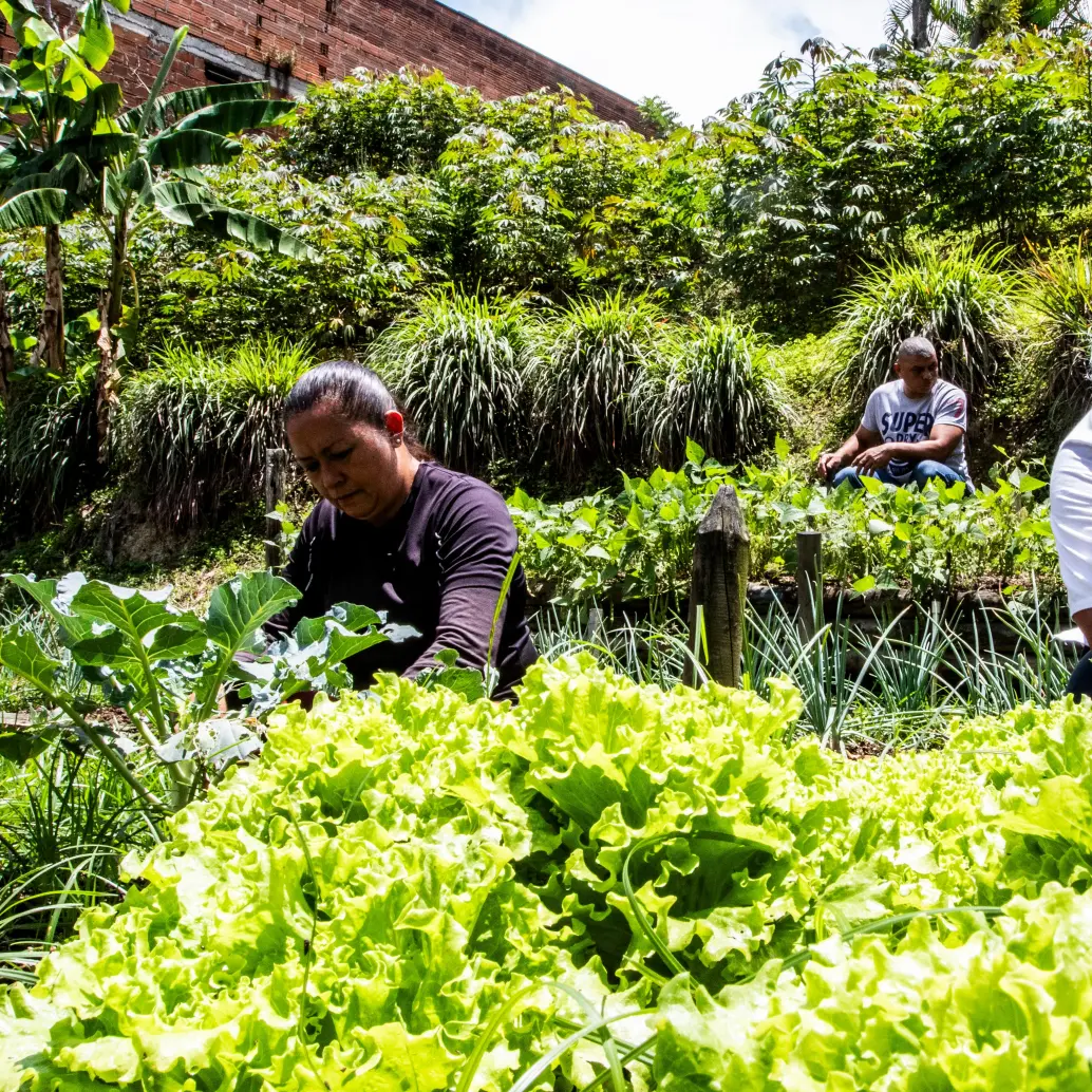 El agro fue uno de los jalonadores del crecimiento del PIB de Colombia en el primer trimestre de 2025. FOTO JULIO CÉSAR HERRERA