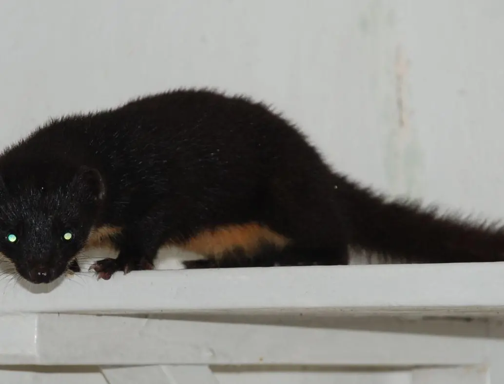 Las plataformas digitales permiten integrar observaciones ciudadanas y registros científicos en mapas geoespaciales de biodiversidad. FOTO iNaturalist-Juan Manuel de Roux