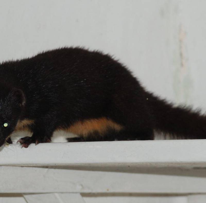 Las plataformas digitales permiten integrar observaciones ciudadanas y registros científicos en mapas geoespaciales de biodiversidad. FOTO iNaturalist-Juan Manuel de Roux