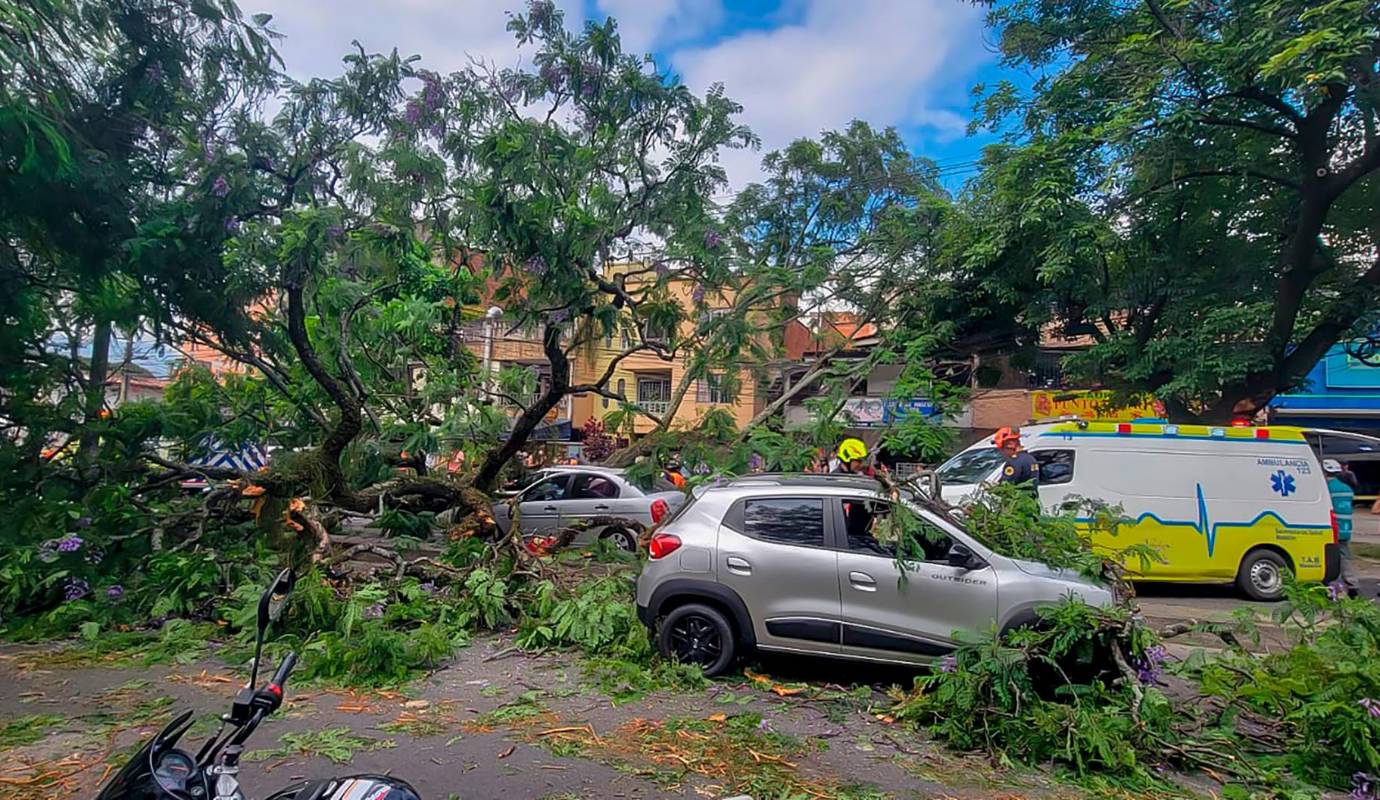 Un nuevo incidente relacionado con la caída de árboles en Medellín dejó varios vehículos afectados y generó preocupación entre los habitantes de la ciudad. Esta vez, el hecho ocurrió en la Avenida 80, a la altura de la calle 55, en el barrio Los Colores, donde un árbol se derrumbó y cayó sobre la vía, impactando tres vehículos y una moto. Foto: Julio Herrera