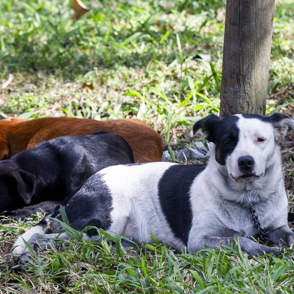 Los perros, y otros animales de compañía, corren el riesgo en Antioquia de ser envenenados. Foto: Julio César Herrera Echeverri.