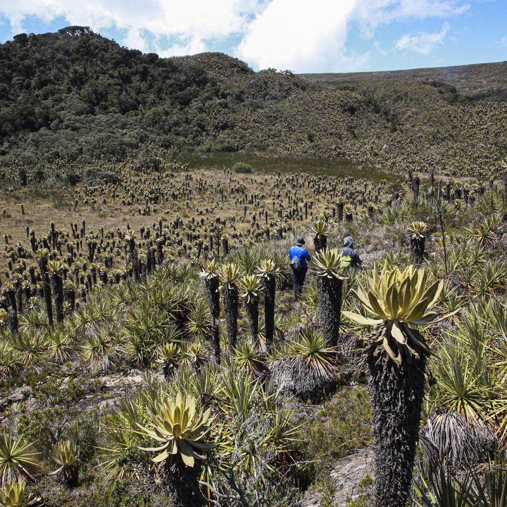 Páramo del Sol en el municipio de Urrao es uno de los ecosistemas más importantes del departamento. FOTO: Manuel Saldarriaga