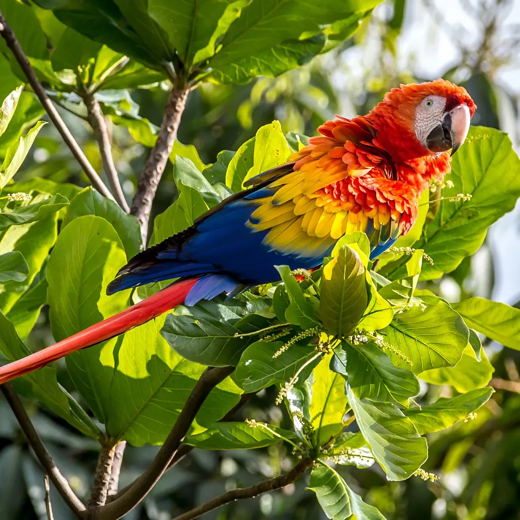 Las aves más afectadas son las guacamayas, loros, pericos, lechuzas, búhos, mirlas, torcazas y garzas. FOTO: Juan Antonio Sánchez