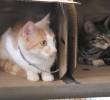 Más de 1.300 felinos han sido rescatados este año en Medellín. Foto: cortesía.