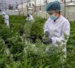 El proyecto no solo busca despenalizar el consumo, sino que blinda a las comunidades indígenas, afro y campesinas al reservarles el 70% de las licencias de cultivo. FOTO: Juan Antonio Sánchez