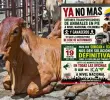 De no recibir una respuesta contundente antes del martes, los camiones transportadores de ganado apagarán sus motores y las oficinas del ICA verán bloqueada su operación ordinaria en un paro que promete sacudir el abastecimiento de carne y la economía del sector agropecuario del país. FOTO: Cortesía.