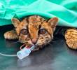 El tigrillo recibió cuidados médicos e incluso fue sometido a cirugía pero la leucemia felina lo complicó. FOTO: AMVA