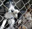 En Antioquia, de acuerdo con el reporte oficial, en lo que va corrido de este año ha habido 116 denuncias de maltrato animal, frente a 97 a la misma fecha del 2025. Para el caso Medellín, han sido 49 en Medellín, 9 más que en 2025. Foto/Colprensa/El País