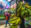 La Plaza de Mercado Antioquia en el municipio de La Ceja es uno de los lugares donde llega una cantidad importante de los productos que surgen del Oriente. Foto: Manuel Saldarriaga Quintero.