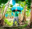 Trabajadores del sector bananero en Urabá, región clave en el récord exportador de Colombia en 2025. FOTO cortesía Augura