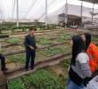 Los primeros 9.000 árboles que harán parte de la reposición arbórea del Metro de la 80 ya crecen en el vivero Tierra Negra, donde son cuidados y preparados antes de comenzar su siembra en el occidente de Medellín. Foto: Cortesía
