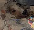 Un perro fue rescatado entre los escombros tras el terremoto en Venezuela. FOTO: Captura de video X @Mr_Civico