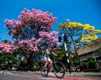El sol y el ciclo normal de reproducción de las flores están relacionados a la floración de árboles como el guayacán o roble amarillo. FOTO Julio César Herrera