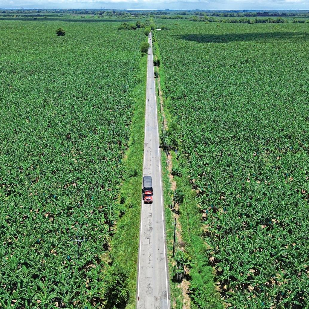 Para el cultivo de banano en Urabá están dispuestas unas 32.000 hectáreas, las cuales generan 100% de empleo formal. Foto: EL COLOMBIANO