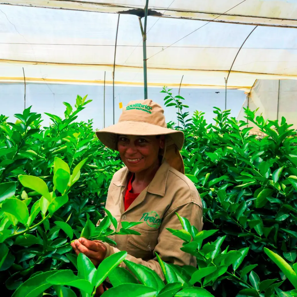 Los productores de limón Tahití están enfrentando una crisis de precios que los está obligando a cultiva con pérdidas. FOTO CAMILO SUÁREZ. 