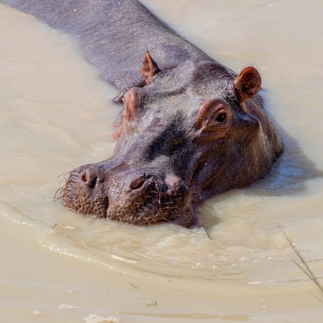 La presencia de los hipopótamos pone en riesgo a otras especies nativas del Magdalena Medio, como los manatíes. FOTO: JUAN ANTONIO SÁNCHEZ.