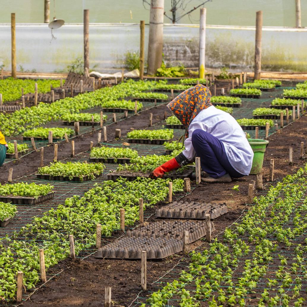 Las actividades primarias, que incluyen agricultura, ganadería, pesca y explotación de minas y canteras, registraron una caída de 2,08% anual. Foto: Camilo Suárez 
