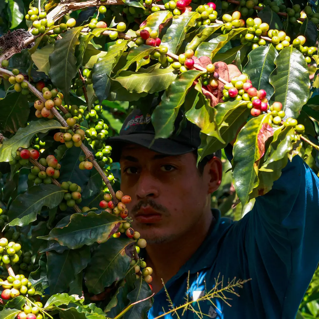 Día Internacional del Café. FOTO MANUEL SALDARRIAGA
