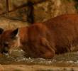 La joven puma presentaba un alto grado de amansamiento, por que lo que liberarla era condenarla a la muerte. FOTO: CORTESÍA CORANTIOQUIA