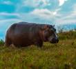 El proceso de eutanasia de hipopótamos depende del cumplimiento de un estricto protocolo de bioética que evite el sufrimiento y maltrato. FOTO: CAMILO SUÁREZ