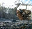 La sequía, la escasez de agua y los incendios forestales afectan a productores ganaderos en distintas regiones de Colombia. Foto: FOTO: Colprensa.