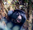 El oso andino, también conocido oso de anteojos es considerado un en estado vulnerable según la Unión Internacional para la Conservación de la Naturaleza. Foto Parques Nacionales Naturales.