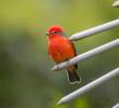 <span class=mln_uppercase_mln>Según</span><b><span class=mln_uppercase_mln> Birdfair Colombia, Cali es reconocida por ser la capital mundial de la salsa y ser la “ciudad de las aves”. Foto: Juan Antonio Sánchéz Ocampo.</span></b>