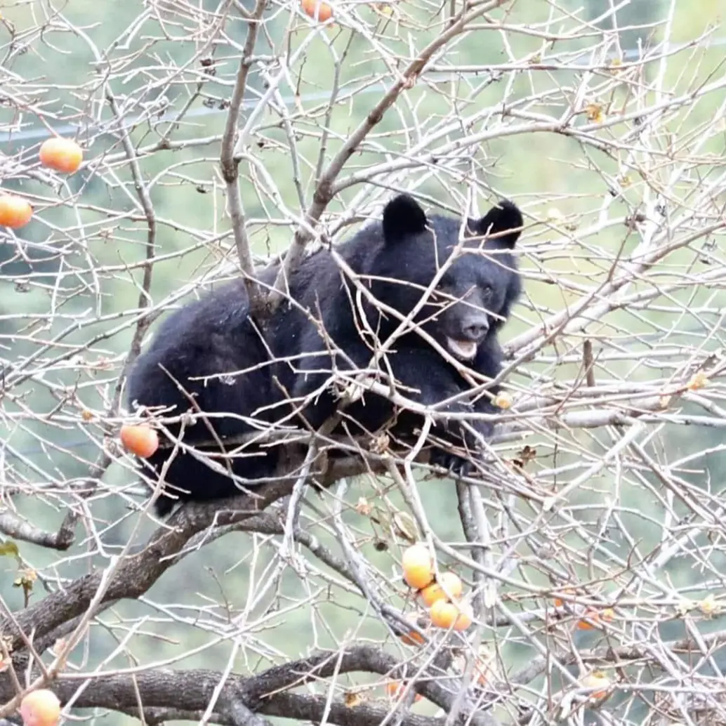El número de osos negros asiáticos ha aumentado hasta alcanzar los 42.000 ejemplares solo en la isla principal de Honshu. Foto: AFP