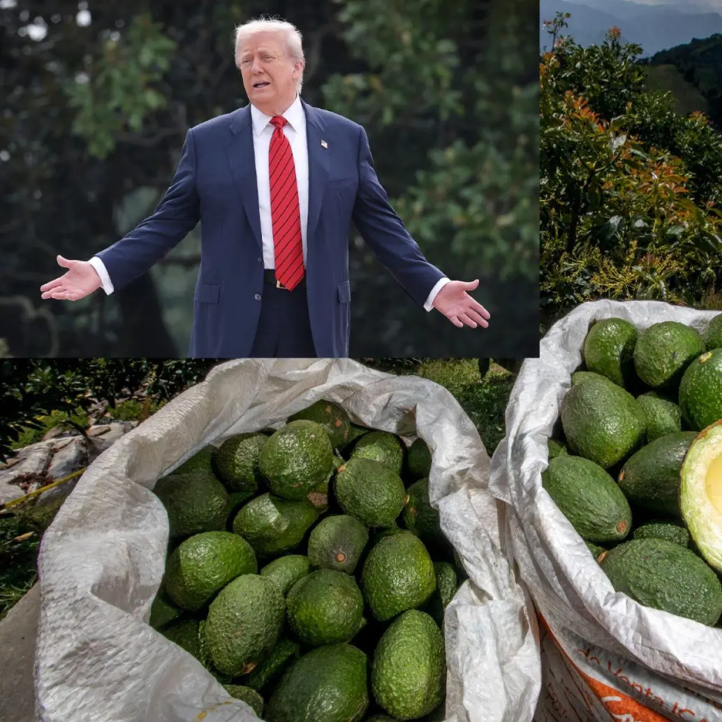 Productos como el café, el aguacate y otras frutas quedaron exentos de aranceles, sin embargo, podrían ser más. Foto: Camilo Suárez y Getty Images